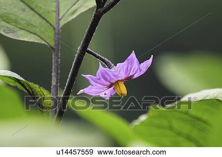 Stock Photo - Eggplant Flower. Fotosearch