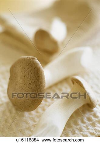 Picture - Eringi Mushroom. Fotosearch