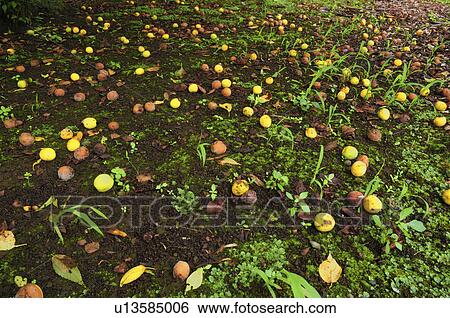 Fallen Apricots View Large Photo Image Stock Photograph - Fallen Apricots. Fotosearch