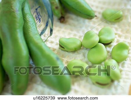 Fava beans View Large Photo Image Stock Photo - Fava beans. Fotosearch