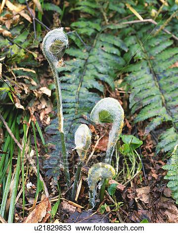Stock Image - Fern. Fotosearch