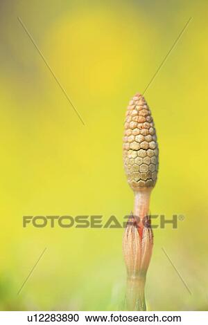 Stock Image - Field Horsetail. Fotosearch