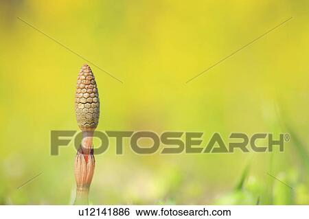 Stock Photograph - Field Horsetail. Fotosearch