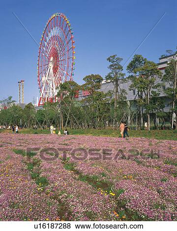Stock Photo - Field of Flowers and Odaiba Ferris Wheel. Fotosearch