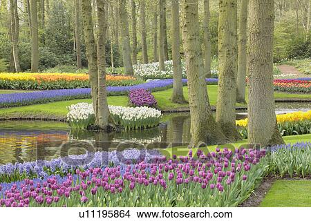 Flowers in Keukenhof Park View Large Photo Image Picture - Flowers in Keukenhof Park. Fotosearch