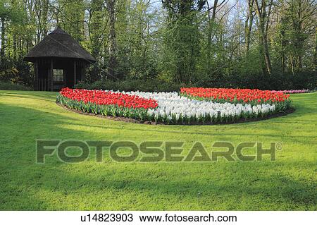 Flowers in Keukenhof Park View Large Photo Image Stock Image - Flowers in Keukenhof Park. Fotosearch