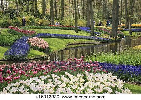 Flowers in Keukenhof Park View Large Photo Image Stock Image - Flowers in Keukenhof Park. Fotosearch