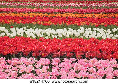 Flowers in Keukenhof Park View Large Photo Image Stock Image - Flowers in Keukenhof Park. Fotosearch