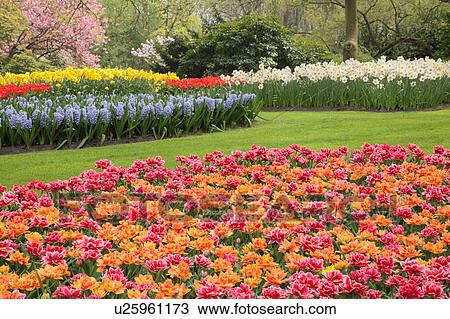Stock Image - Flowers in Keukenhof Park. Fotosearch