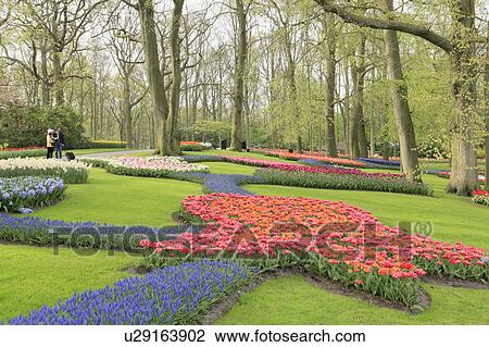 Flowers in Keukenhof Park View Large Photo Image Stock Image - Flowers in Keukenhof Park. Fotosearch