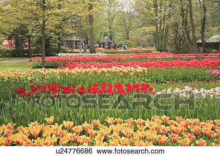 Flowers in Keukenhof Park View Large Photo Image Stock Photograph - Flowers in Keukenhof Park. Fotosearch