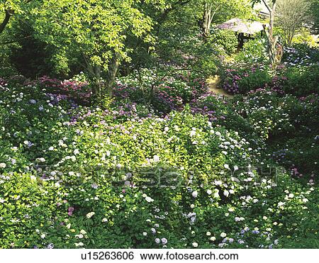 Stock Photograph - Flowers in Park. Fotosearch