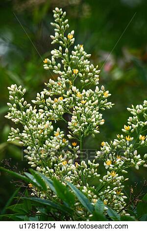 Picture - Flowers of Nandina domestica. Fotosearch