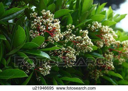 Flowers of Viburnum awabuki View Large Photo Image Stock Photography - Flowers of Viburnum awabuki. Fotosearch
