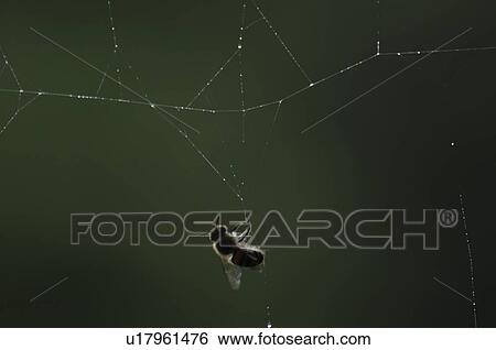 Fly Caught in Spider Web View Large Photo Image Stock Photograph - Fly Caught in Spider Web. Fotosearch