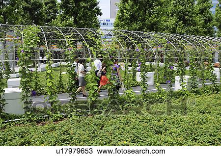 Footpath Covered by Morning Glory View Large Photo Image Stock Image - Footpath Covered by Morning Glory. Fotosearch