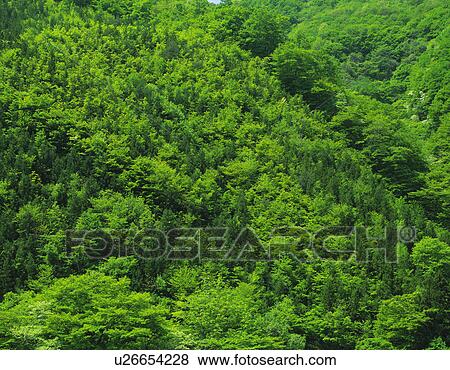 Stock Photo - Forest. Fotosearch