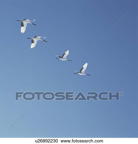 Stock Image - Four Cranes Flying in Blue Sky. Fotosearch