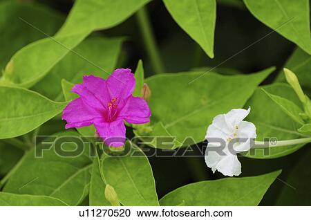 Four O'clock Flower View Large Photo Image Stock Image - Four O'clock Flower. Fotosearch