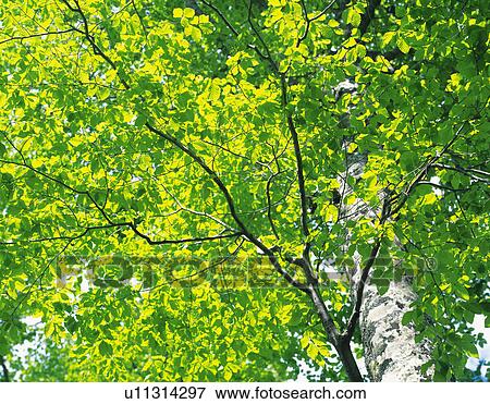 Fresh Foliage View Large Photo Image Stock Photo - Fresh Foliage. Fotosearch