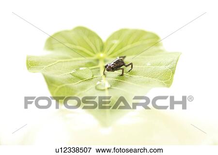 Frog on Leaf View Large Photo Image Stock Photo - Frog on Leaf. Fotosearch