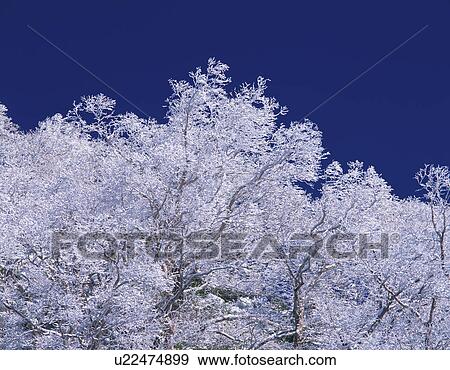Frosty Treetops View Large Photo Image Stock Photo - Frosty Treetops. Fotosearch