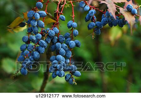 Fruits of Mahonia japonica View Large Photo Image Stock Photo - Fruits of Mahonia japonica. Fotosearch