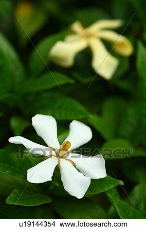 Gardenia jasminoides View Large Photo Image Picture - Gardenia jasminoides. Fotosearch