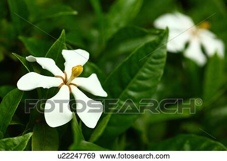 Gardenia jasminoides View Large Photo Image Stock Photo - Gardenia jasminoides. Fotosearch