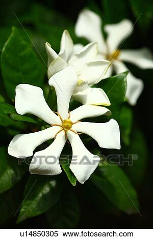 Gardenia jasminoides View Large Photo Image Stock Photography - Gardenia jasminoides. Fotosearch