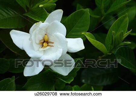 Stock Photo - Gardenia. Fotosearch