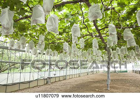 Stock Photo - Grape Orchard. Fotosearch