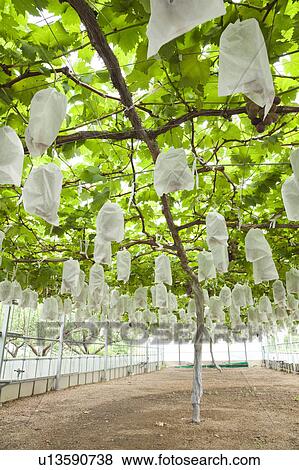 Stock Photo - Grape Orchard. Fotosearch