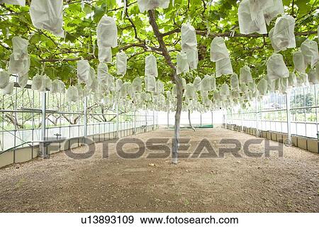 Grape Orchard View Large Photo Image Stock Photo - Grape Orchard. Fotosearch