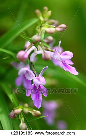 Stock Image - Grass-like leaved orchis (Orchis graminifolia). Fotosearch