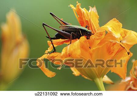 Stock Image - Grasshopper on Flower. Fotosearch