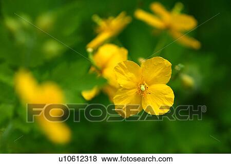 Greater Celandine (Chelidonium majus) View Large Photo Image Stock Photo - Greater Celandine (Chelidonium majus). Fotosearch