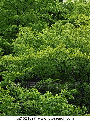 Stock Photo - Green Foliage. Fotosearch