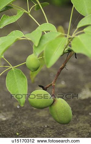 Green Fruits View Large Photo Image Stock Image - Green Fruits. Fotosearch