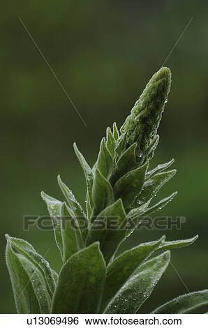 Green Plant View Large Photo Image Stock Photograph - Green Plant. Fotosearch