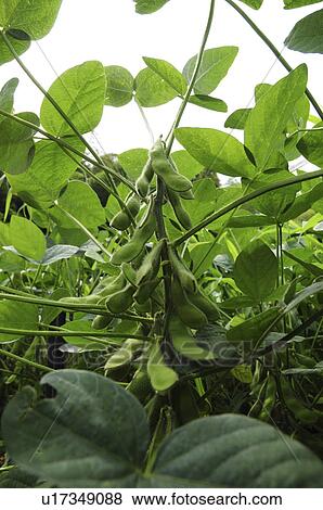 Green Soybeans View Large Photo Image Stock Photo - Green Soybeans. Fotosearch