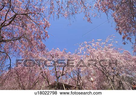 Stock Photo - Haratani garden?. Fotosearch