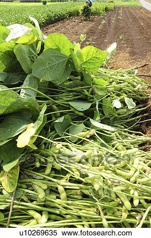 Harvested green soybeans View Large Photo Image Stock Photography - Harvested green soybeans. Fotosearch