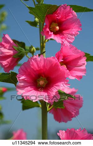 Hollyhock View Large Photo Image Picture - Hollyhock. Fotosearch