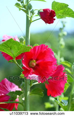 Hollyhock View Large Photo Image Stock Image - Hollyhock. Fotosearch