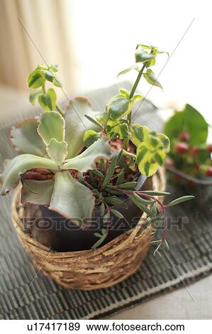 Houseplants in Basket View Large Photo Image Stock Photo - Houseplants in Basket. Fotosearch