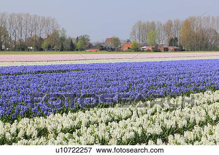 Stock Photo - Hyacinth Fields. Fotosearch
