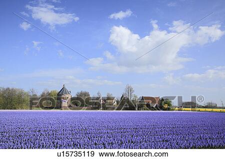 Hyacinth Fields View Large Photo Image Stock Photo - Hyacinth Fields. Fotosearch
