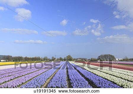 Stock Photography - Hyacinth Fields. Fotosearch