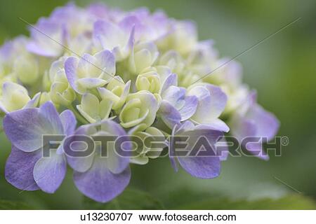 Hydrangea Flowers View Large Photo Image Stock Photo - Hydrangea Flowers. Fotosearch
